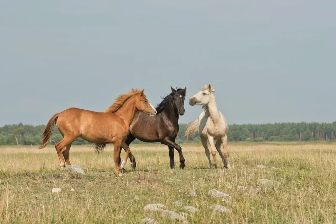 Klidný den v přírodě se zvířaty na farmě u Soběslavi