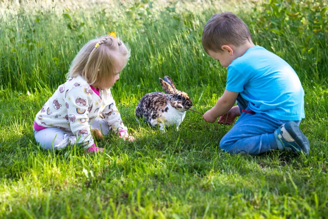 Zakrslý králík z chovu na farmě u Soběslavi