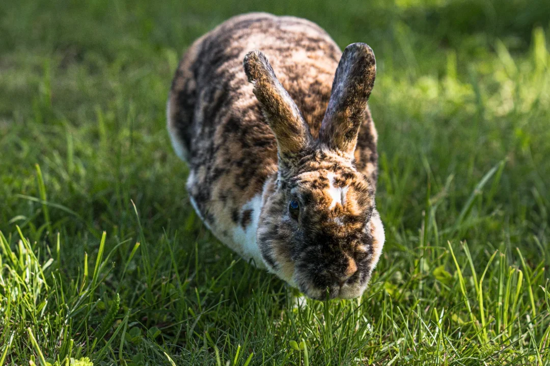 Kuniterapie — králík na návštěvě v domově seniorů